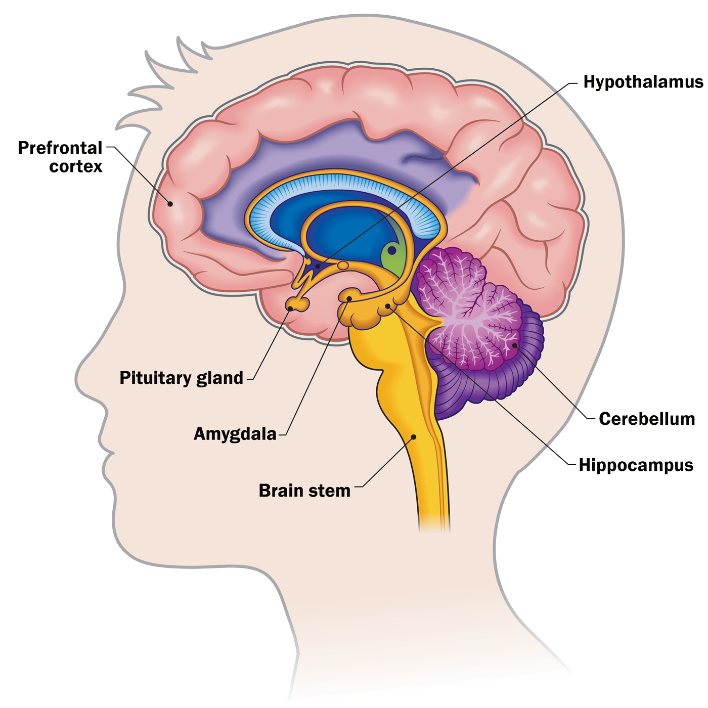 Illustration of the human brain